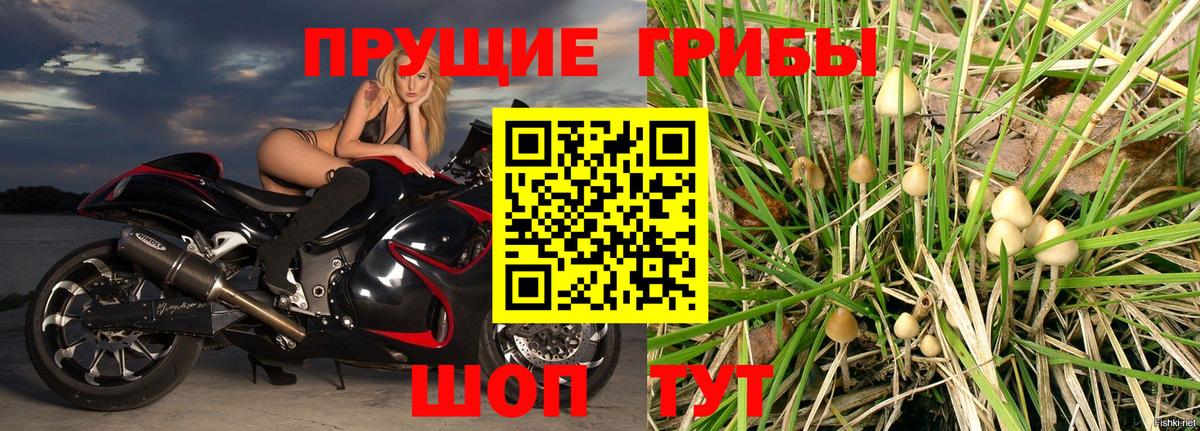 Галлюциногенные грибы Psilocybe  Вход с VPN  Сорочинск  Галлюциногенные грибы мухоморы 